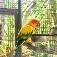 สวนพฤกษชาติภูเก็ต