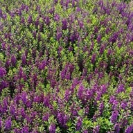 Aga Flowers at Aga Happy Farm