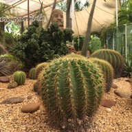 สวนพฤกษชาติภูเก็ต