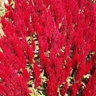 Aga Flowers at Aga Happy Farm