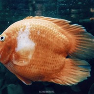 บรรยากาศ Monster Aquarium