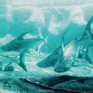 บรรยากาศ Monster Aquarium