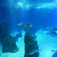 บรรยากาศ Oceanário de Lisboa