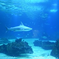 บรรยากาศ Oceanário de Lisboa