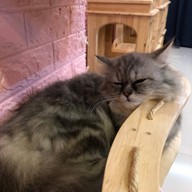 กระต่ายอวดดี