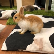 กระต่ายอวดดี