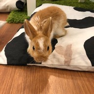 กระต่ายอวดดี