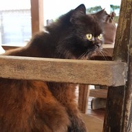 บุ๊คทรี