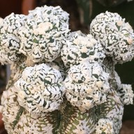 คุกกี้รันแคคตัส / CookieRunCactus Facebook.com/CookieRunCactus