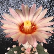 คุกกี้รันแคคตัส / CookieRunCactus Facebook.com/CookieRunCactus