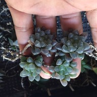 คุกกี้รันแคคตัส / CookieRunCactus Facebook.com/CookieRunCactus