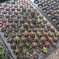 คุกกี้รันแคคตัส / CookieRunCactus Facebook.com/CookieRunCactus