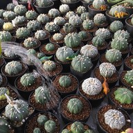 คุกกี้รันแคคตัส / CookieRunCactus Facebook.com/CookieRunCactus