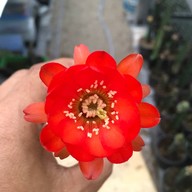 คุกกี้รันแคคตัส / CookieRunCactus Facebook.com/CookieRunCactus