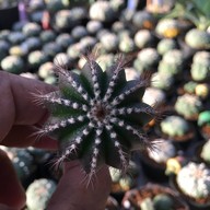 คุกกี้รันแคคตัส / CookieRunCactus Facebook.com/CookieRunCactus