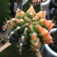 คุกกี้รันแคคตัส / CookieRunCactus Facebook.com/CookieRunCactus