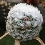 คุกกี้รันแคคตัส / CookieRunCactus Facebook.com/CookieRunCactus