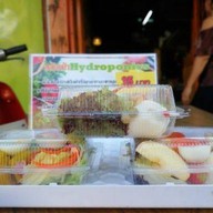 สลัดผักHydroponics