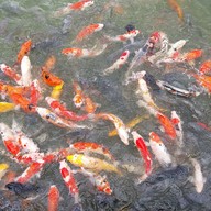 สวนพฤกษชาติภูเก็ต