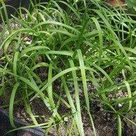 ร้านริมคลอง -