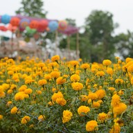บรรยากาศ หมู่บ้านดอกไม้ บ้านห้วยสําราญ