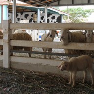บรรยากาศ Swiss Sheep Farm Pattaya