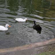 บรรยากาศ Swiss Sheep Farm Pattaya