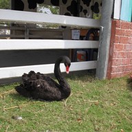 บรรยากาศ Swiss Sheep Farm Pattaya