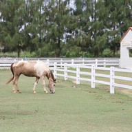 บรรยากาศ Swiss Sheep Farm Pattaya