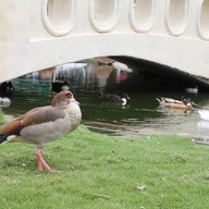 บรรยากาศ Swiss Sheep Farm Pattaya