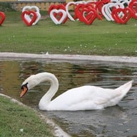 บรรยากาศ Swiss Sheep Farm Pattaya