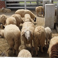 บรรยากาศ Swiss Sheep Farm Pattaya