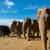 Elephant Jungle Sanctuary Phuket