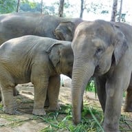 Elephant Jungle Sanctuary Phuket
