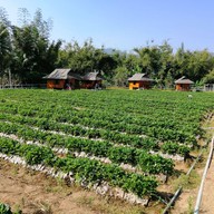 ไร่สตรอเบอร์รี่ไผ่สีทอง