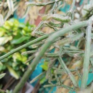 อัพทูยู พิซซ่า