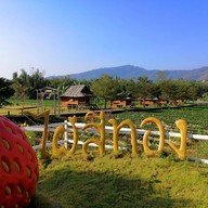 ไร่สตรอเบอร์รี่ไผ่สีทอง