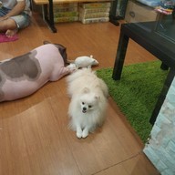 กระต่ายอวดดี