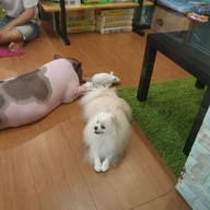 กระต่ายอวดดี