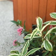 The Bed Vacation Rajamangala Hotel