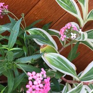 The Bed Vacation Rajamangala Hotel