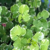 The Bed Vacation Rajamangala Hotel