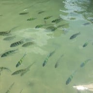 เกาะผักเบี้ย