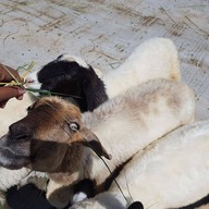 สวนละไม Steak House