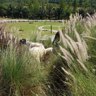 สวนละไม Steak House