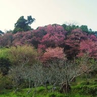 พญาเสือโคร่ง ซากุระเมืองไทย