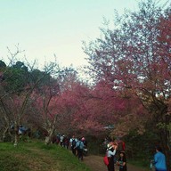 พญาเสือโคร่ง ซากุระเมืองไทย