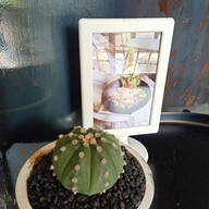 Kraft kafe Ladprao71