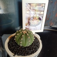 Kraft kafe Ladprao71