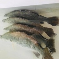 เมนูของร้าน นาใสทะเลสด